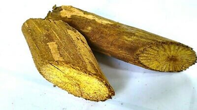 Coscinium Fenestratum