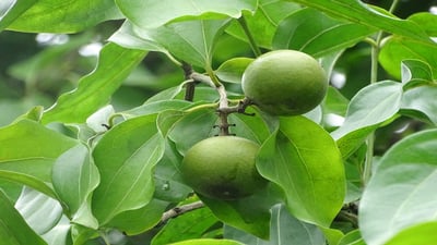 Strychnos nux-vomica