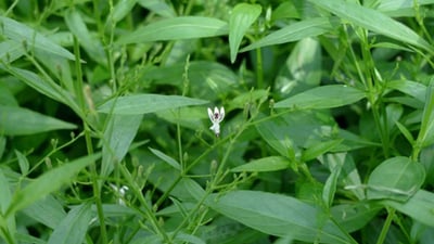 Andrographis paniculata