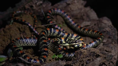 Ornate Flying Snake