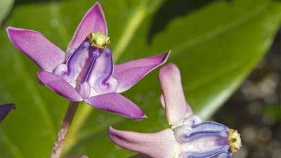 Calotropis gigantea
