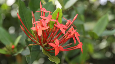 Ixora coccinea
