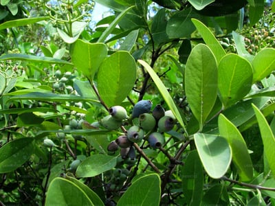 Pterocarpus santalinus