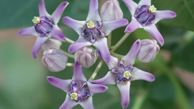 Calotropis gigantea