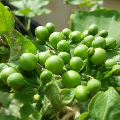 Solanum torvum