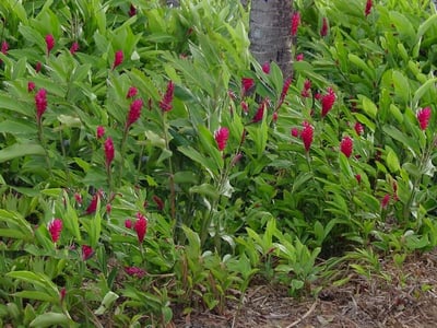 Alpinia Calearta