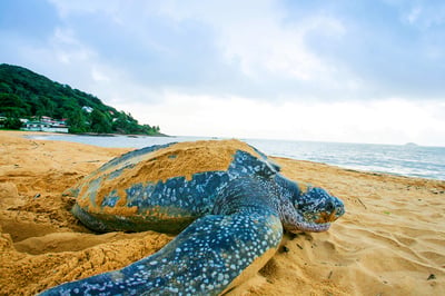 Rekawa Turtle Observation Camp