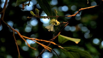 Alangium salviifolium