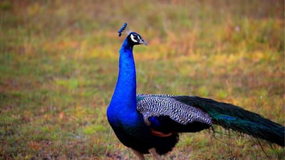 Hunuwilagama