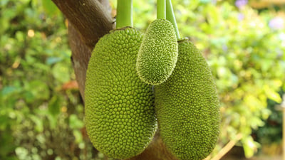 Artocarpus heterophyllus