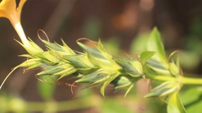 Barleria prionitis