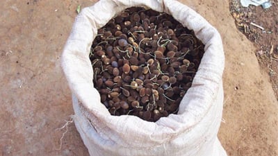 Dialium ovoideum (Gal Siyambala)