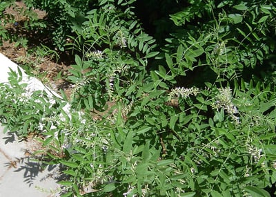 Glycyrrhiza glabra