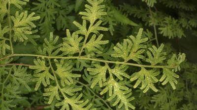 Lygodium flexuosum