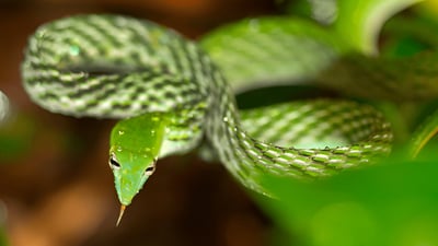 Biodiversity