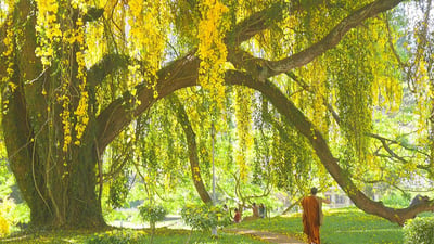 Peradeniya University