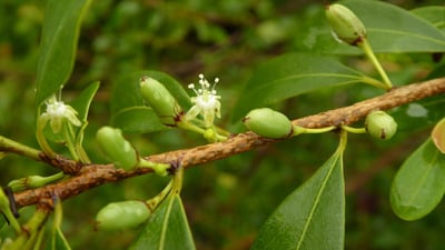 Erythroxylum monogynum