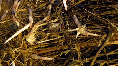 Cyperus rotundus