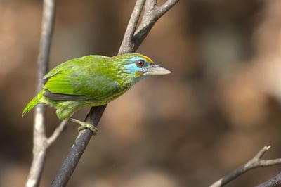 Yellow Fronted Barbet
