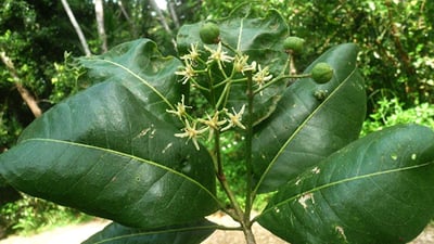 Acronychia pedunculata