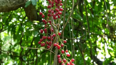 Tinospora sinensis