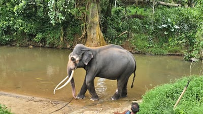 Millennium Elephant Foundation