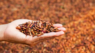 Clove