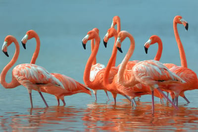 Flamingo