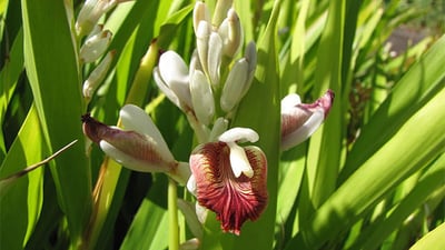 Codariocalyx motoriusAlpinia calcarata