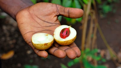 Myristica fragrans