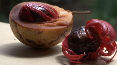 Myristica fragrans