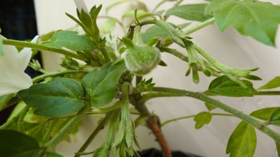 Munronia pinnata