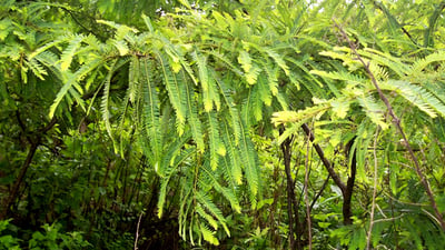 Phyllanthus emblica