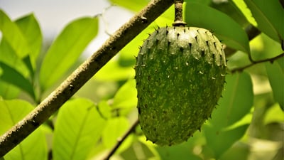 Annona muricata