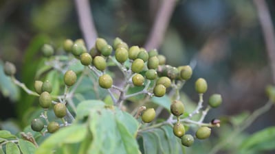 Micromelum minutum  var. ceylanicum