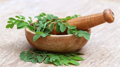 Moringa oleifera