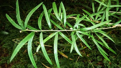 Asparagus falcatus