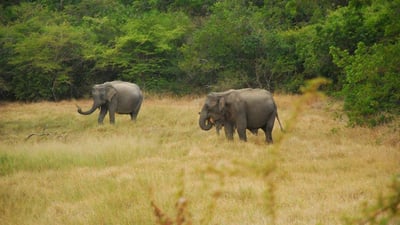 Eluwankulama