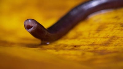 Brahminy Blind Snake