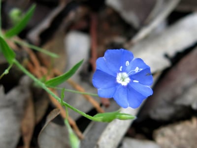Evolvulus alsinoides