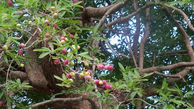Alangium salviifolium