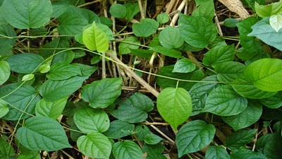 Tinospora cordifolia