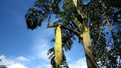 Caryota urens (Kitul Palm)