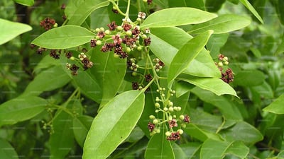 Pterocarpus santalinus