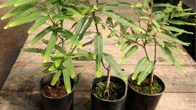 Phyllanthus emblica