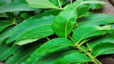 Azadirachta indica