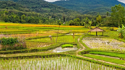The Paddy Field (Kumbura)