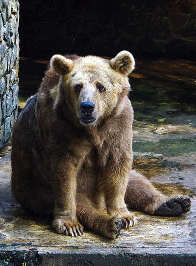 Zoological Garden