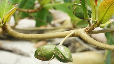 Terminalia catappa