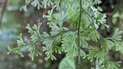 Lygodium flexuosum